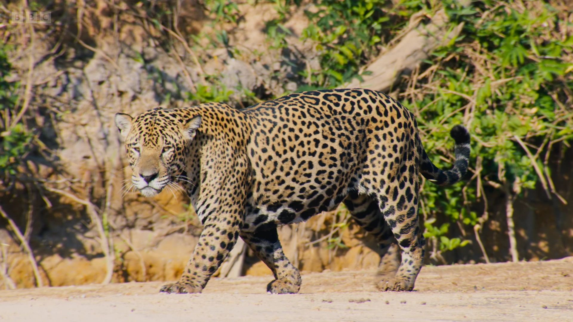 Jaguar (Panthera onca) as shown in Planet Earth II - Jungles
